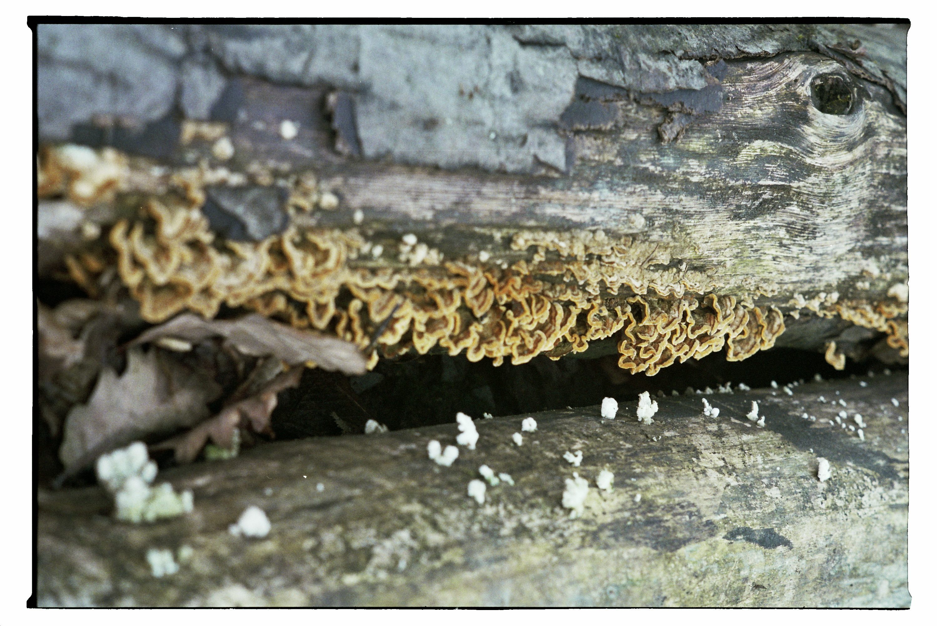 paddenstoelen-colebi